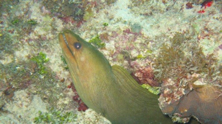 Green Moray (63)_365
